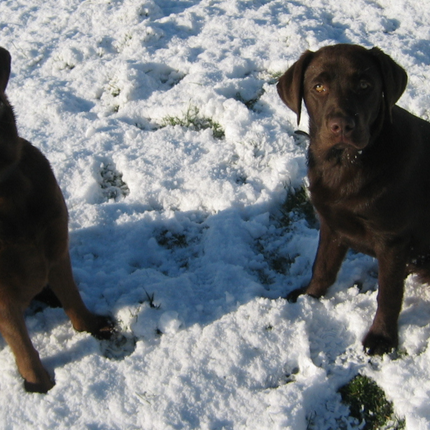 Collection image for: Honden