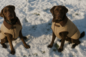 Twee bruine labradors in de sneeuw, dragend stijlvolle beige hondenjassen met bruine accenten — duurzame hondenmode van Richard’s Specials Store.