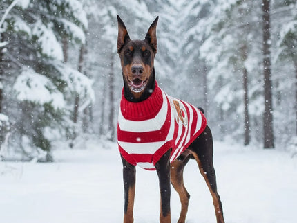 Doberman met rood/wit gestreepte rendier kerst trui in het bos in de sneeuw