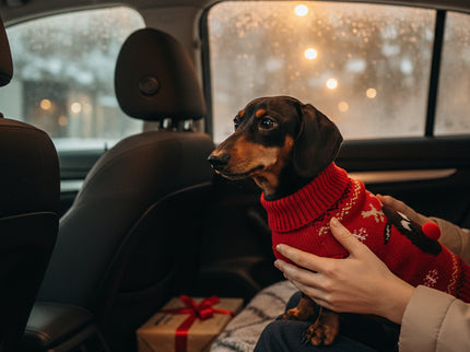 Teckel met Rode Rendier Kerst Trui op schoot van baas in de auto met kerstcadeaus
